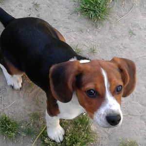 Meet your Posher, Andy